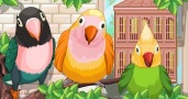 My Sweet Bird
