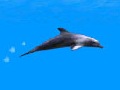 Dolphin Jumping 2