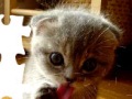 Puzzle de Gato 2