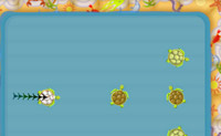 Shiet met de licht gekleurde schildpad op de andere schildpadden.