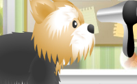 Vandaag werk je voor het eerst in deze trimsalon. Het is jouw taak om de dieren zo te verzorgen dat ze gezond en schoon blijven. Je kunt dit spel op twee verschillende manieren spelen:
1. De Time Mode, een race tegen de klok waarin je zoveel mogelijk dieren moet verzorgen binnen vier minuten;
2. De Free Mode, die bestaat uit acht niveaus: wassen, afspoelen, afdrogen, f�hnen, borstelen, tandenpoetsen, nagels knippen en het uitkiezen van accessoires.