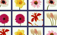Esta � uma divertida variante de Mem�ria. No in�cio de cada ronda, �-te mostrado um grupo de cart�es de imagens. Concentra-te neles e quando o jogo come�ar, clica nas cartas e vira os pares coincidentes o mais r�pido que consigas. Se limpares o n�vel sem cometer erros, ganhas pontos extra de b�nus. E quanto mais elevado � o teu n�vel, menos tempo tens. Diverte-te! 