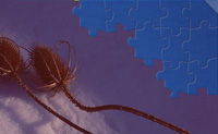 Jeden Tag ein neues Puzzle... Füge passende Puzzleteile vom unteren Rand des Bildschirms ein, bis das Puzzle vollständig ist. Je schneller du spielst, desto mehr Punkte erhältst du. Du kannst die Puzzleteile mit Hilfe der rechten Maustaste drehen.