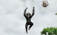 Monkey Flight