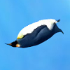 Jeux Pingouin plongeur