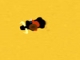 Rodeo