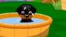Meu Querido Cão