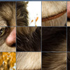 Wild Things-puzzel