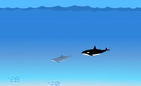 Salto del delfino 5